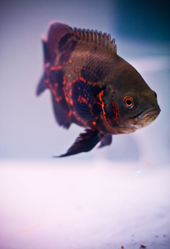 Astronotus Ocellatus - Tiger Oscar