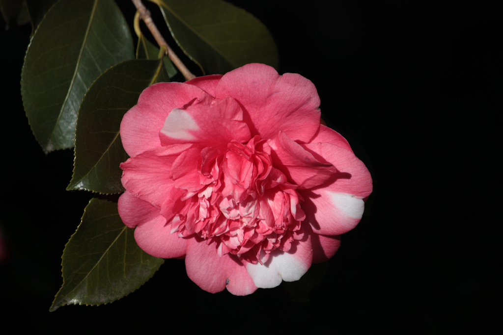 camelia