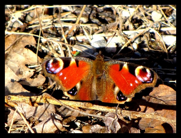 farfalla primaverile