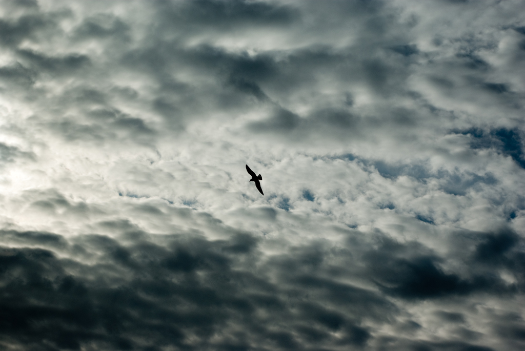 Gabbiano tra le nubi
