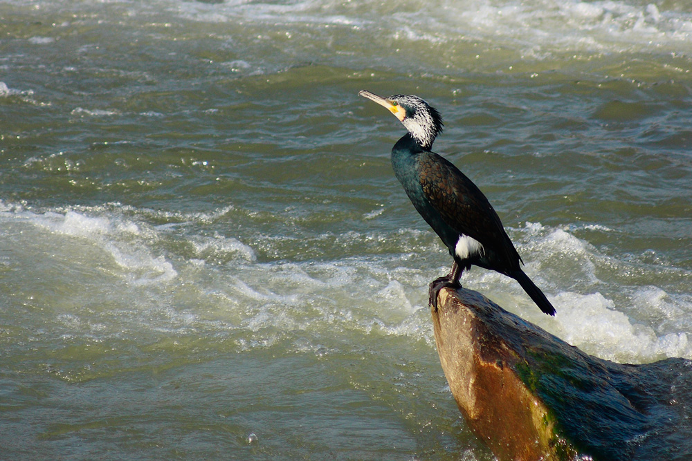 Cormorano