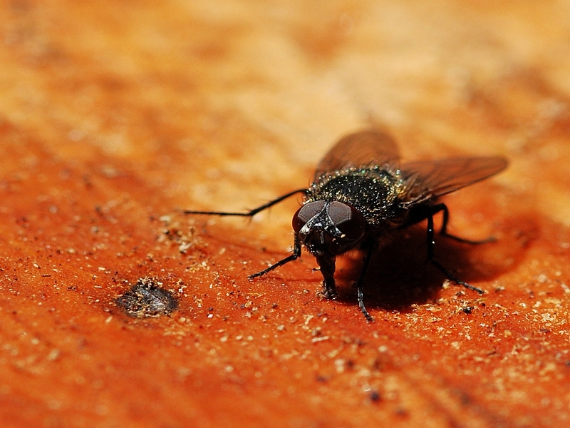 La mosca con la pelliccia