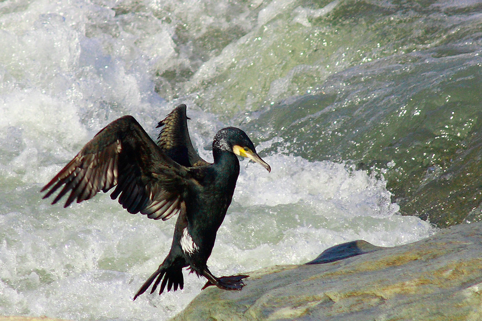 cormorano2