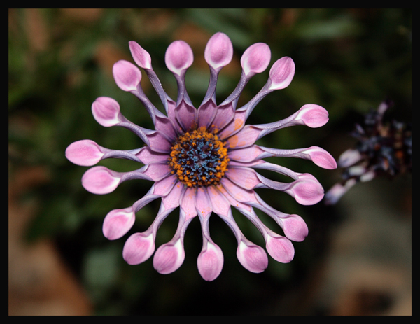 margherita..........