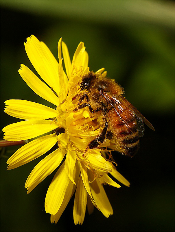 Le mie solite amiche.