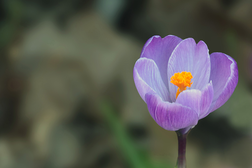 crocus