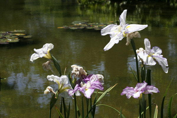 San Francisco - Japanese Tea Garden