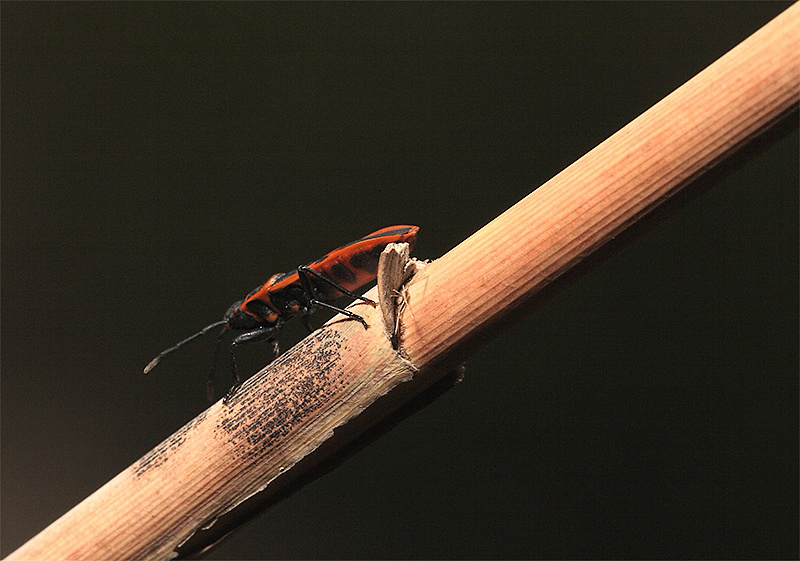 C'� chi sale e c'� chi scende.