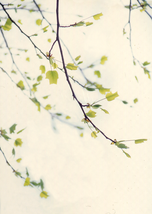 Primi accenni di primavera