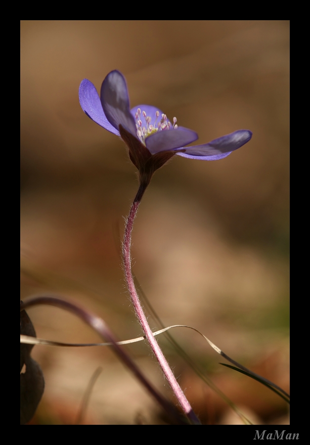 Hepatica