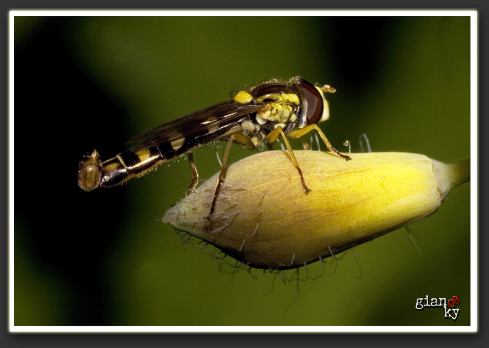 � miooooooooooooooooo