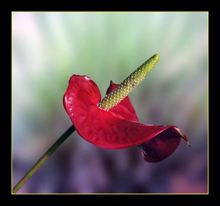 anthurium