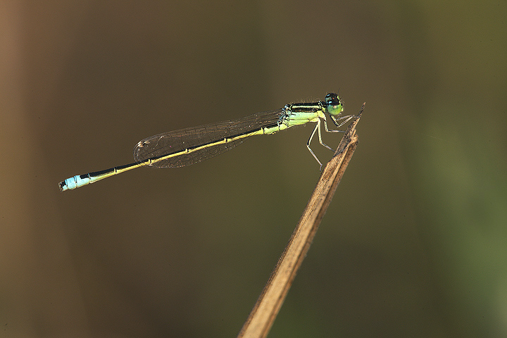 Una gentile damigella