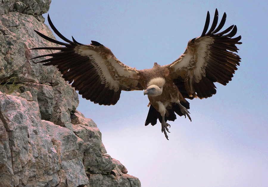 Grifone in atterraggio