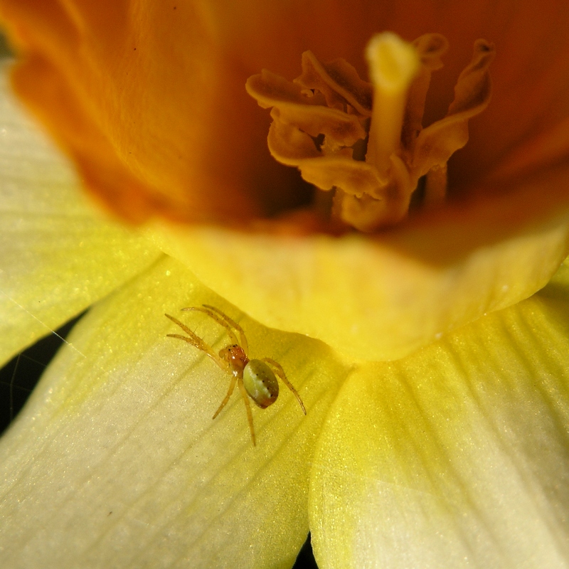Ragnetto sul narciso