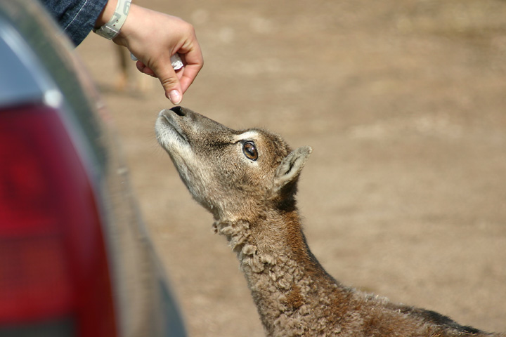 la mano dell'uomo...ops della donna