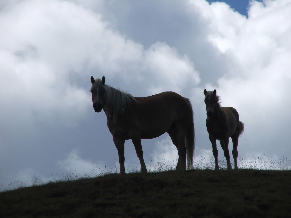 Cavalli in controluce