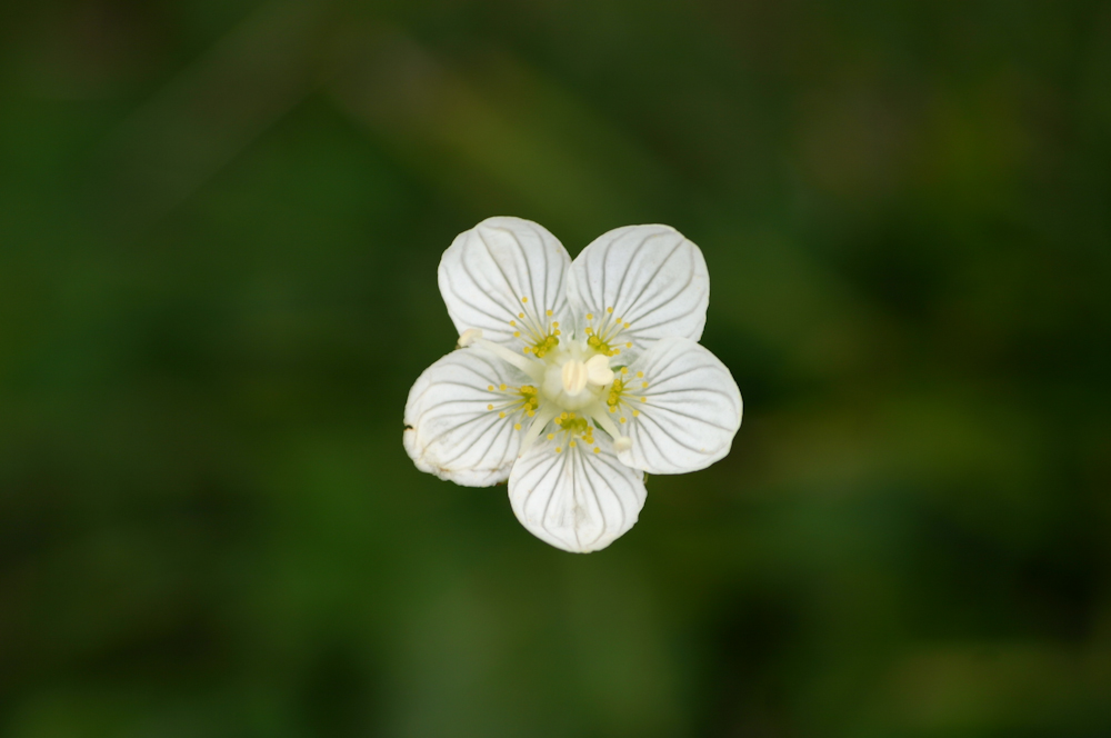 prova obiettivo 70-300mm