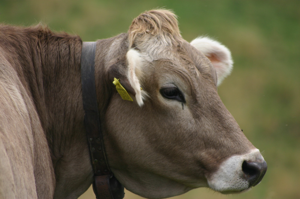 70-300 mm MAX focale