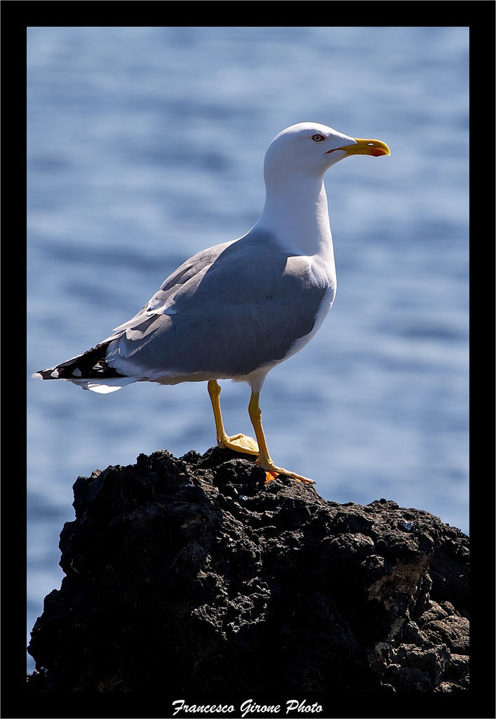 Gabbiano in posa