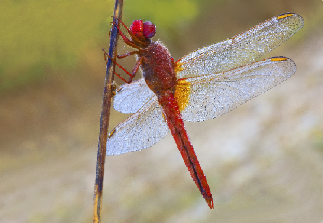 Sympetrum Pedemontanum