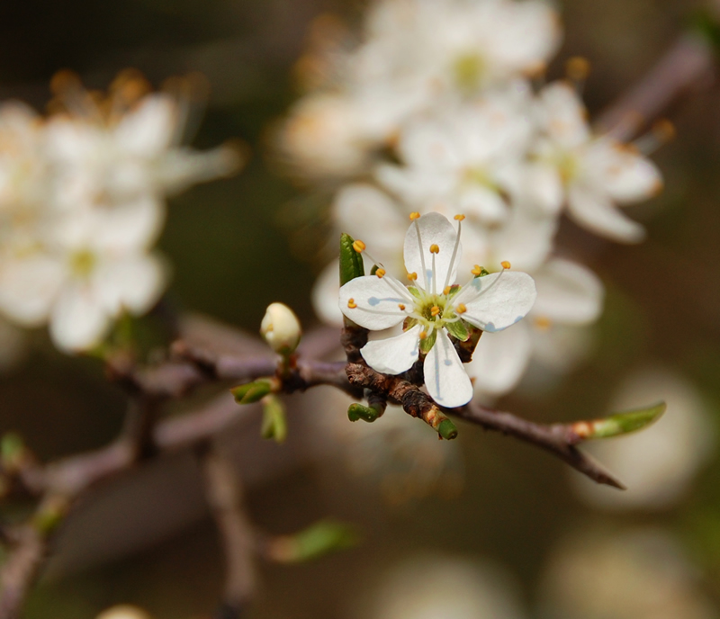 Risveglio della natura