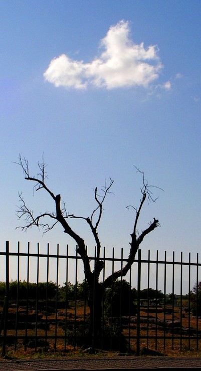L'albero
