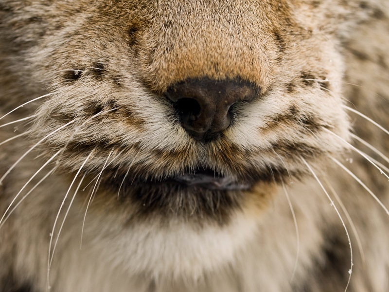 Lince, da mooolto vicino...