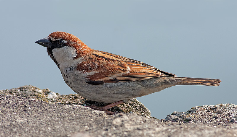 Passerotto......non andare via......