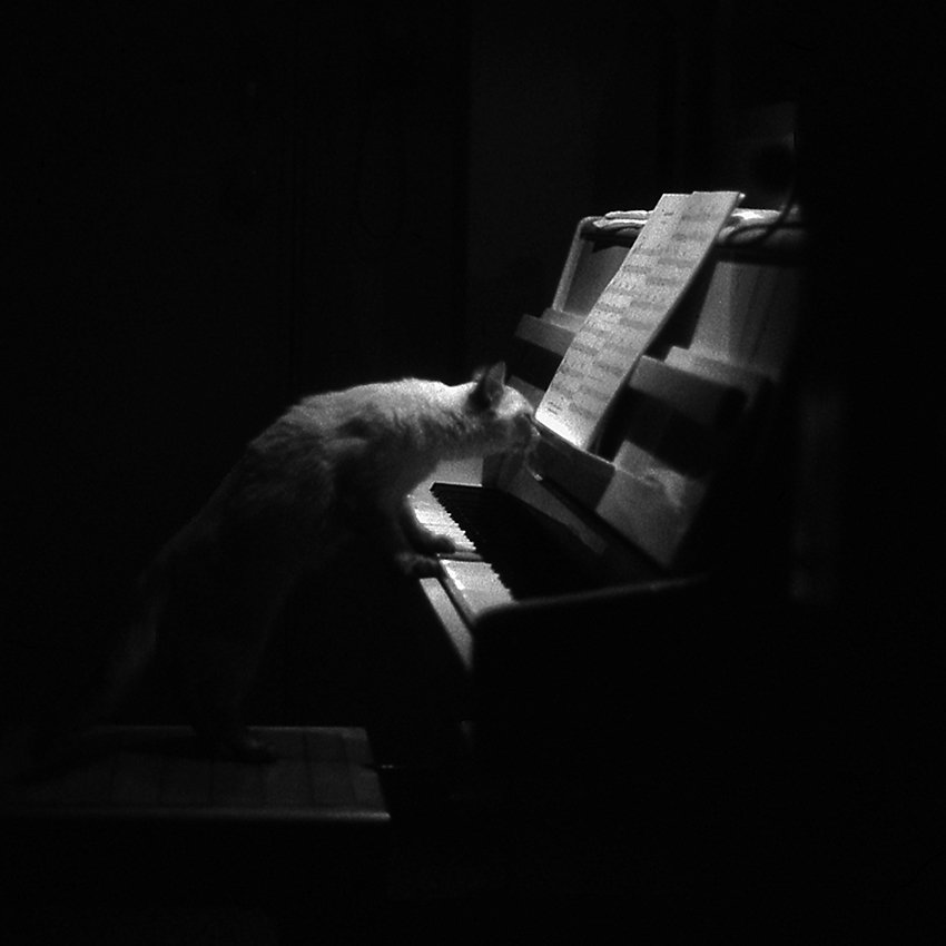gattina pianista
