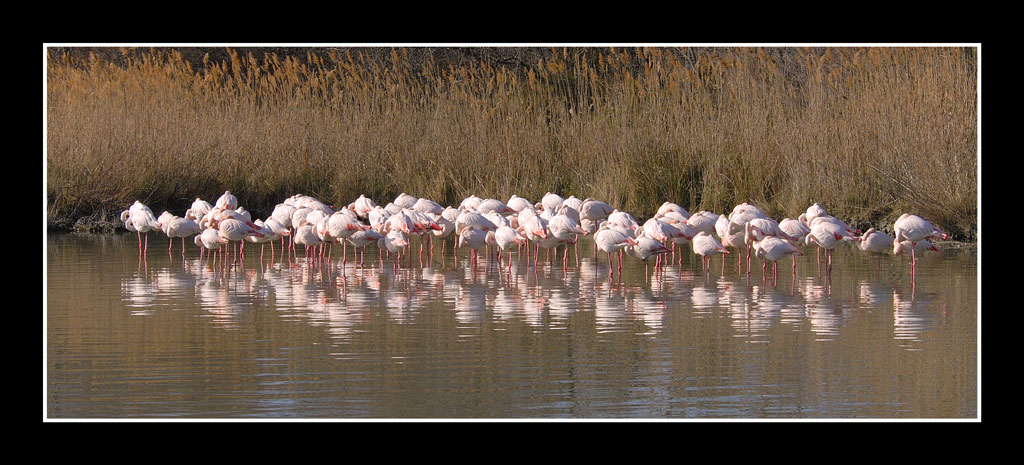 flamants 09