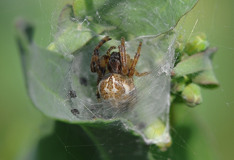 ragno nel suo nido