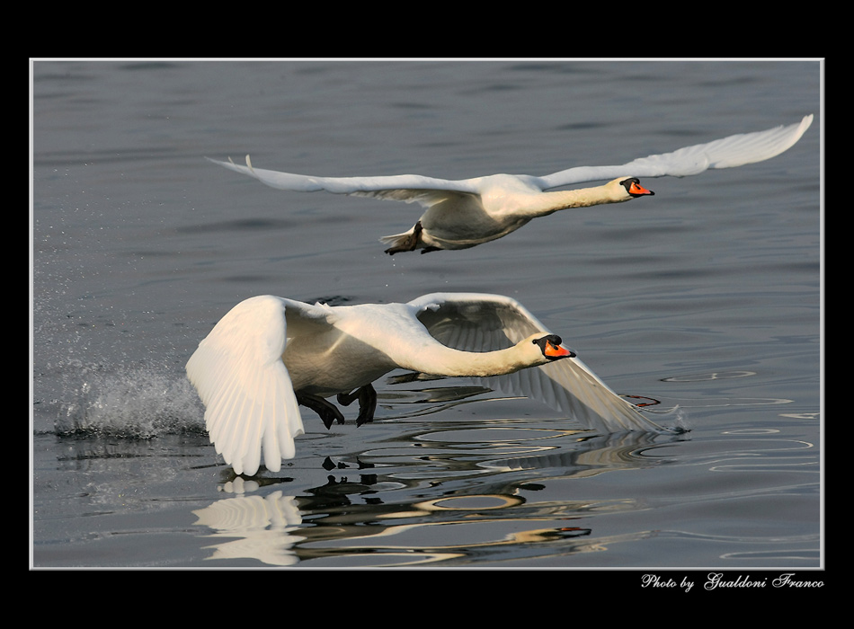 Cigni al decollo