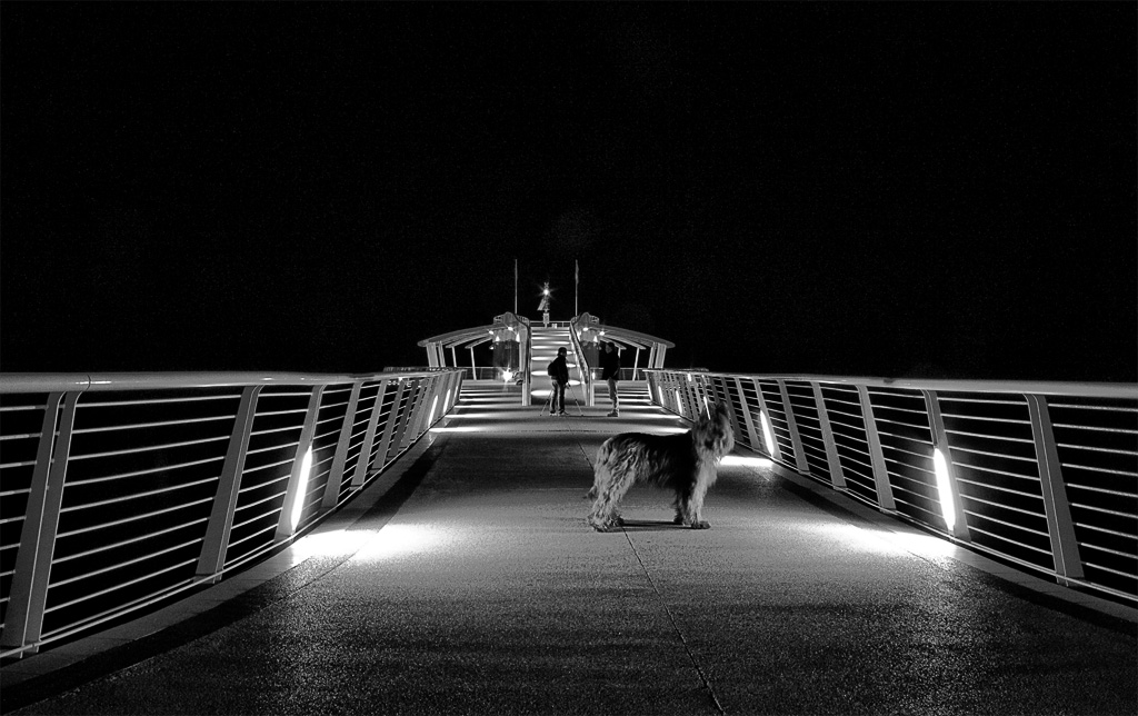 Un cane di ....fotografo.