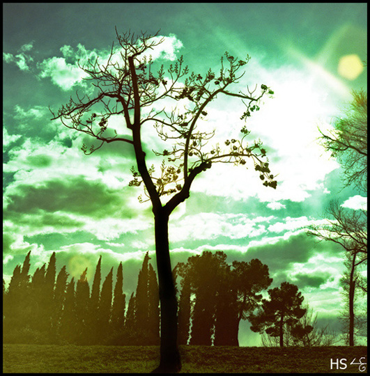 T� upsal� dendra