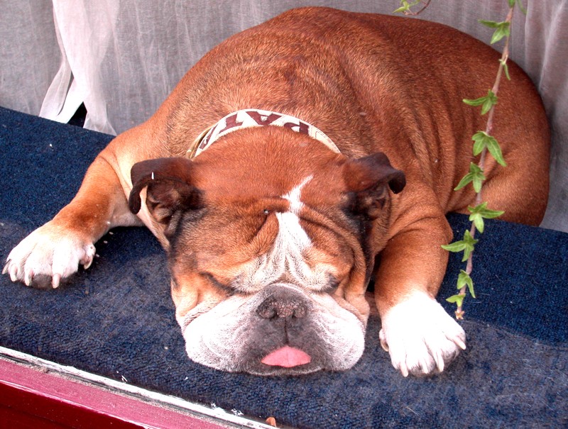 CANE IN VETRINA a Digione