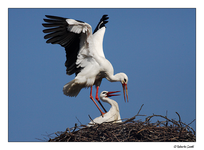 Cicogne in intimit�