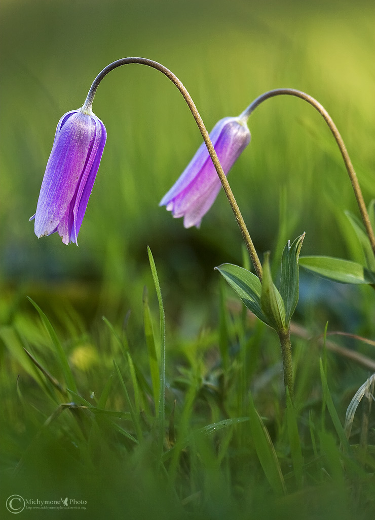 Anemone hortensis allo specchio