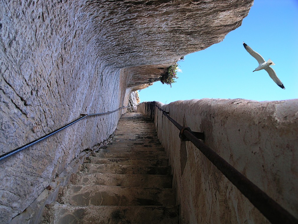 La fortuna di avere le ali