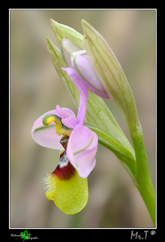 Ophrys Tenthredinifera laterale.