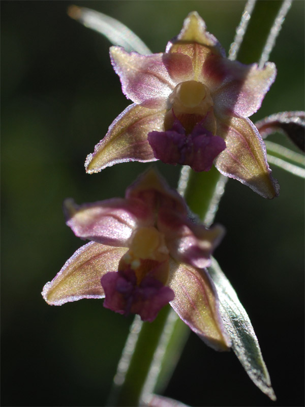 Epipactis atrorubens 2008