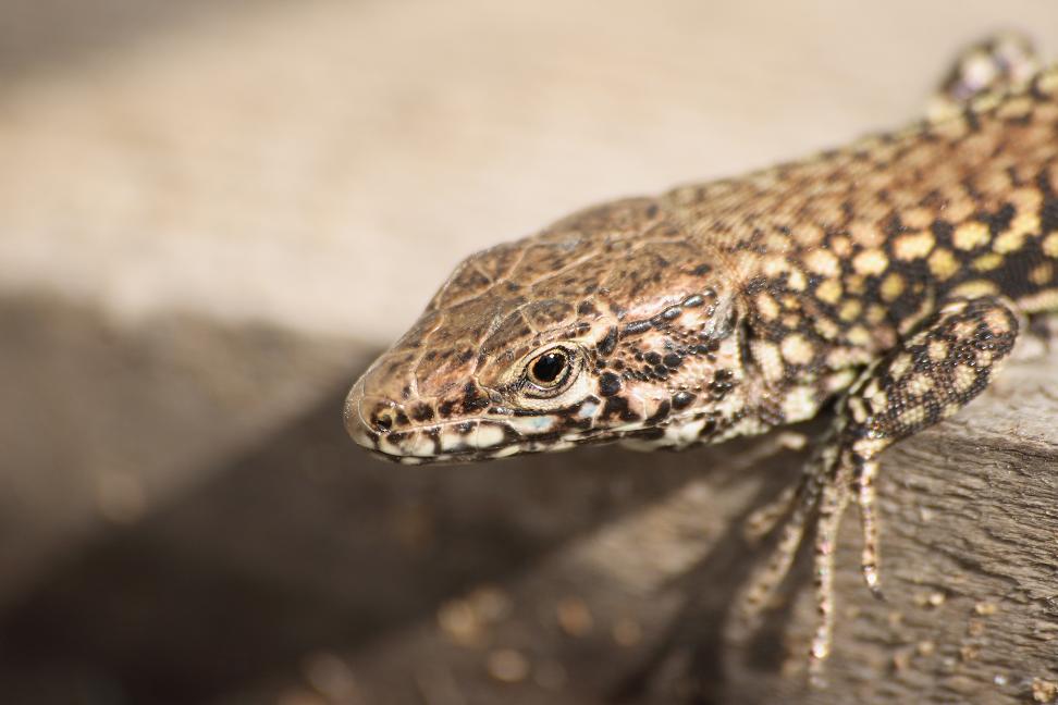 Lucertola in posa