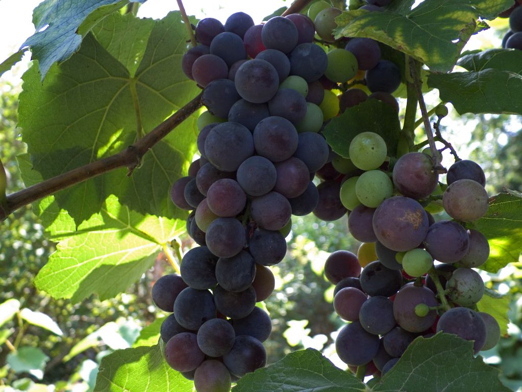 Uva del mio giardino