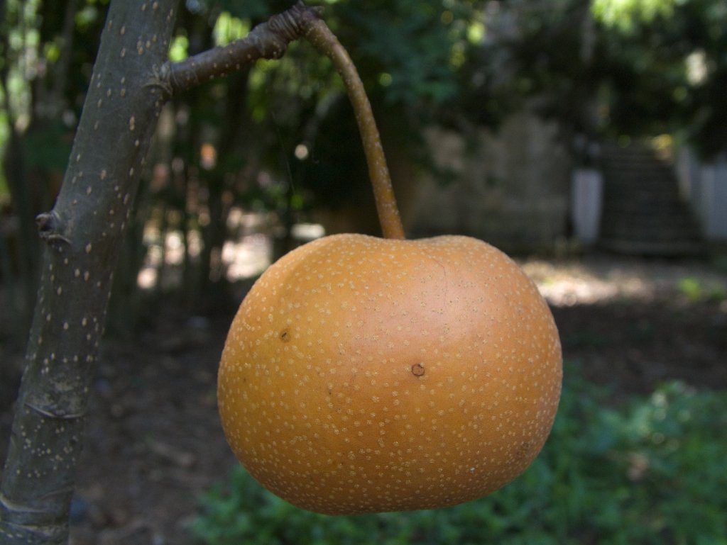 Nash (incrocio MeloxPero)