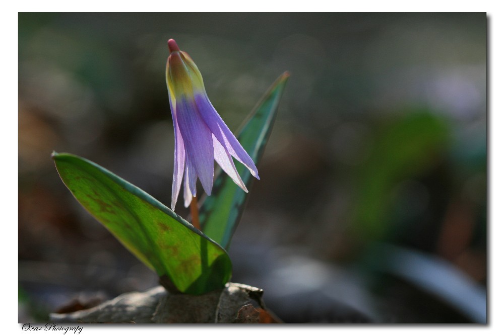 ..buco la foglia per prendere il sole....
