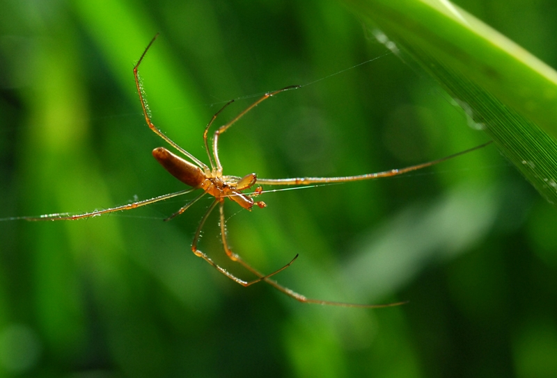 Tetragnata