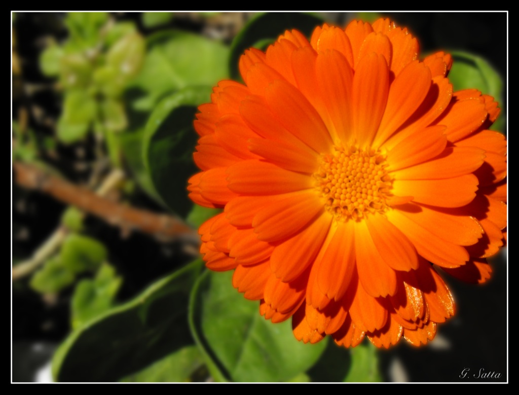 Calendula