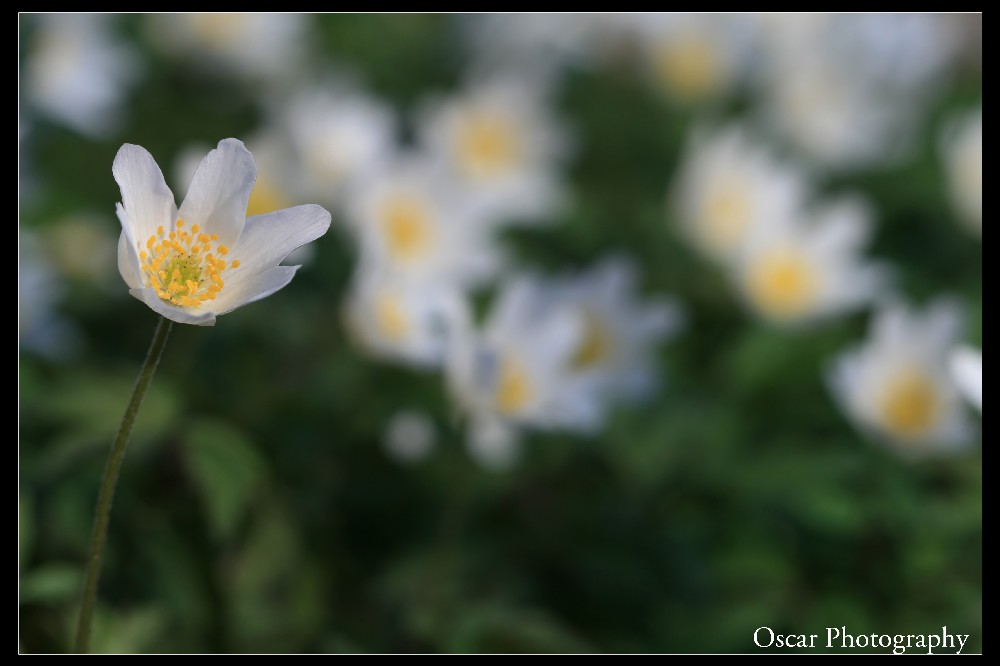 Fra tutti ha scelto me..