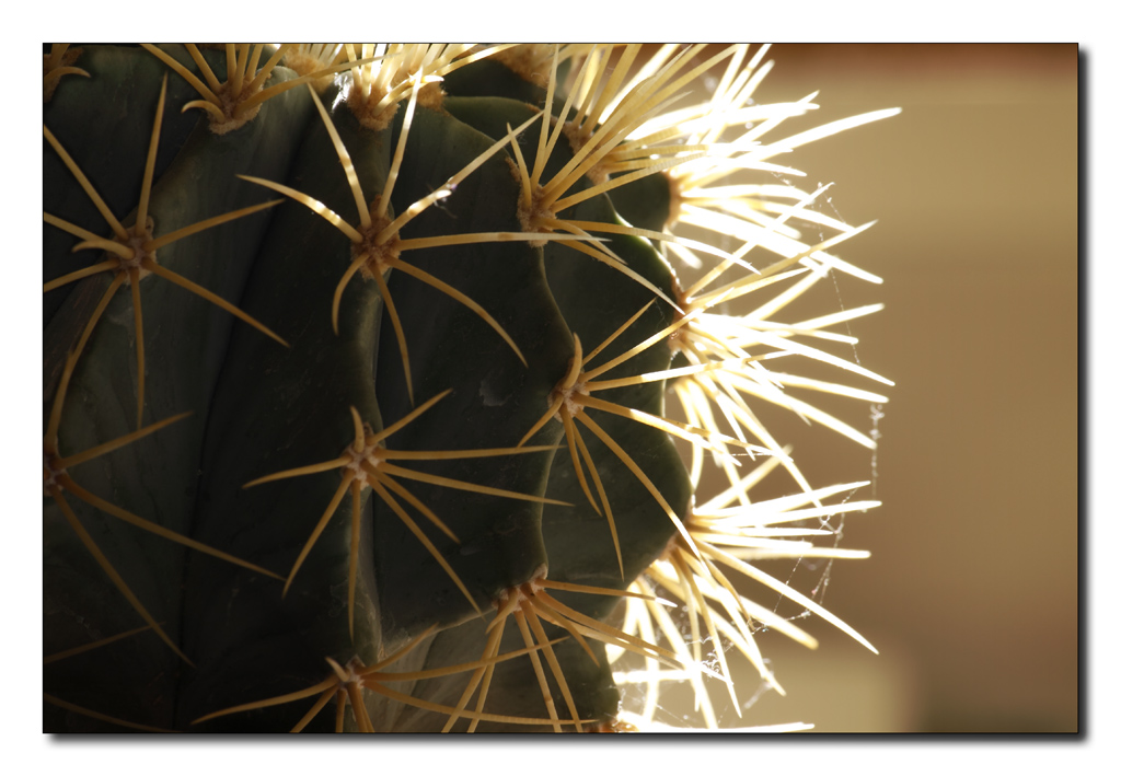 cactus #1