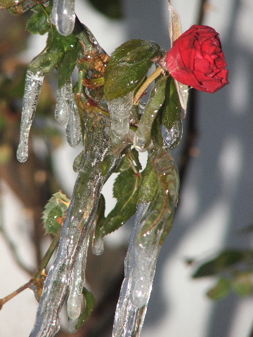 Primavera in anticipo
